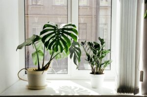 Best Place To Keep Monstera Healthy At Home