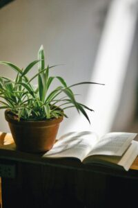 Tips to Care Spider Plant in Winter Season