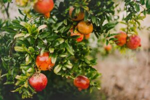 Pomegranate