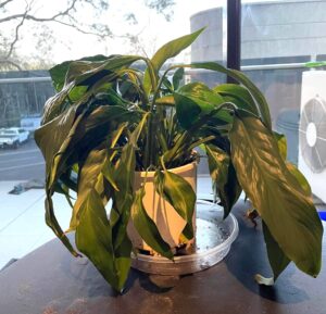 How to Save a Dying Peace Lily