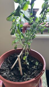 Overwatering in Tulsi plant