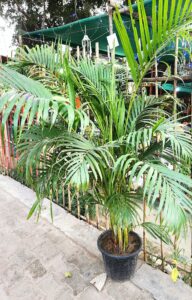 Areca palm