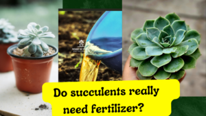 Do Succulents Need Any Fertilizer 