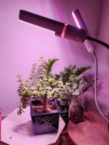 Can Jade Plants Thrive Under Grow Lights?