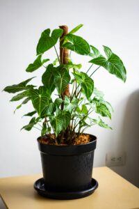 How to Make Plants Grow Faster