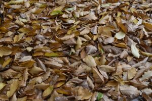 How to Make Leaf Compost at Home