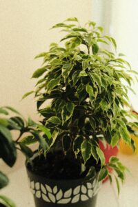 Ficus benjamina