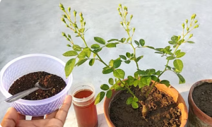 How Tea Leaf is Used as Organic Fertilizer