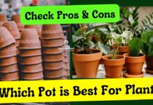 Which Pot is Best For Plants