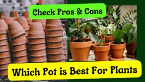 Which Pot is Best For Plants