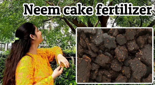 Neem Cake Fertilizer| नीम की खाल की खाद Benefits Uses | Neem ki khali ki  khad #neemcakefertilizer - YouTube