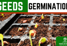 seeds germination