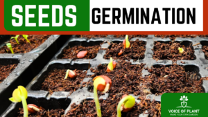 seeds germination