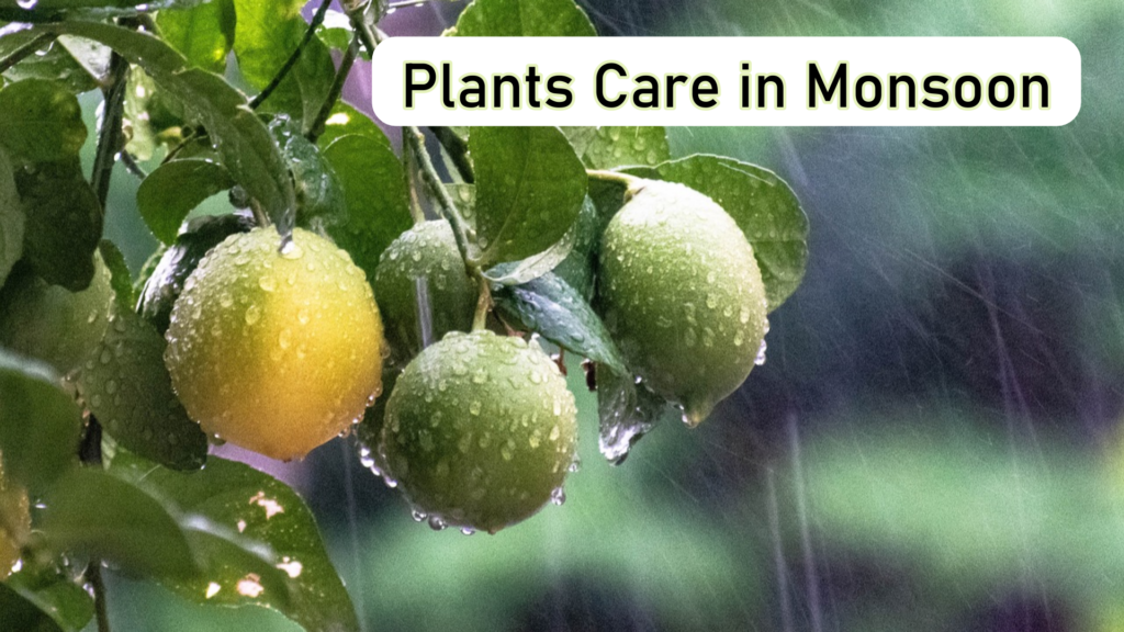 Gardening in Monsoon Season