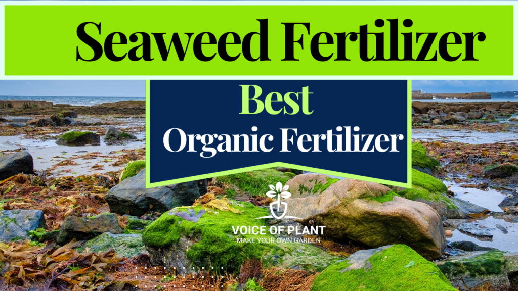 seaweed fertilizer