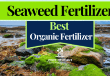 seaweed fertilizer
