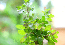 tulsi plant