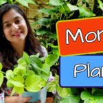 Money plant care tips
