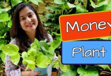 Money Plant Care Tips: Complete Guide Money plant care tips