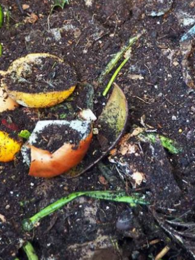 All About Kitchen Waste Compost