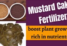 How to Make Mustard Cake Fertilizer at Home: Easy Method and Benefits mustard cake fertilizer