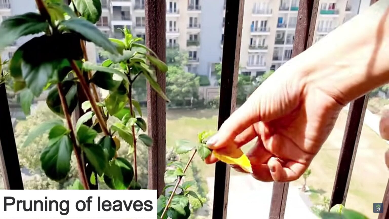 Pruning Of Plants Why How When Voice Of Plant