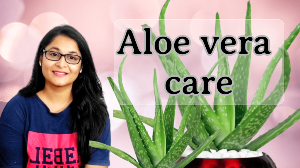 How to care for Aloe Vera plant