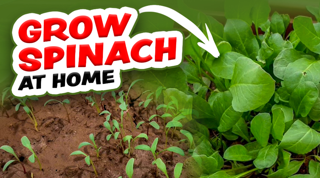 How to Grow Spinach at Home