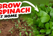 How to Grow Spinach at Home: 6 Easy To Grow Herbs, Step by Step Guide