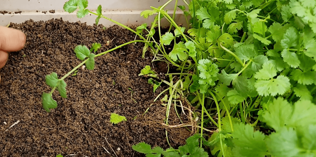 How to grow Coriander from Seeds