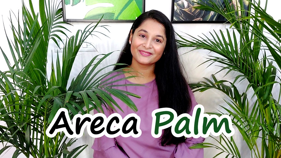 Areca Palm Plant Complete Care