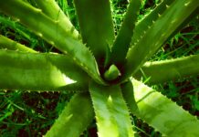 Aloe Vera plant