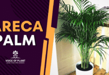 areca palm thumbnail