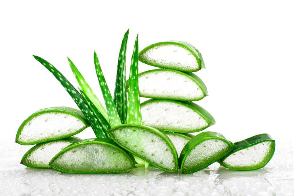 Slice Aloe Vera very useful herbal medicine for skin and hair.