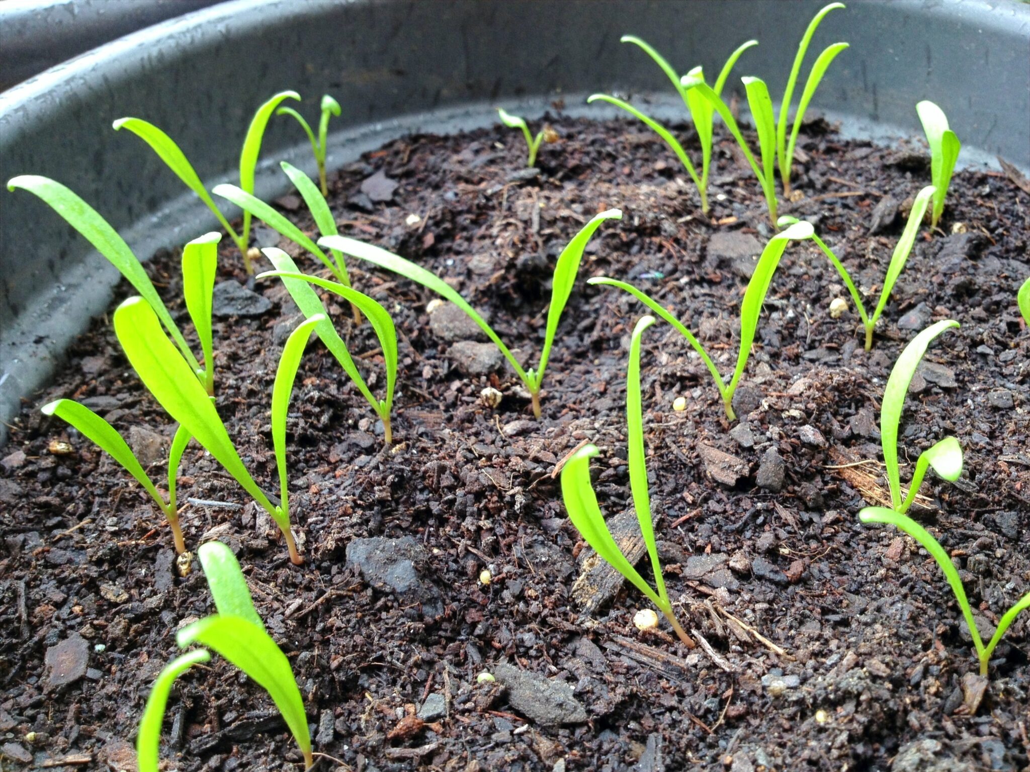 How to Grow Night Jasmine (Parijat) from Cuttings & Seeds Voice of Plant