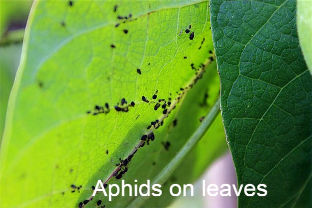 How to Remove Aphids (black tiny insects) from the Plant - Voice of Plant