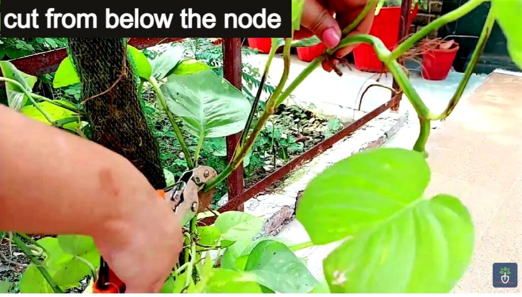 How to Grow Plants from Cuttings Voice of Plant