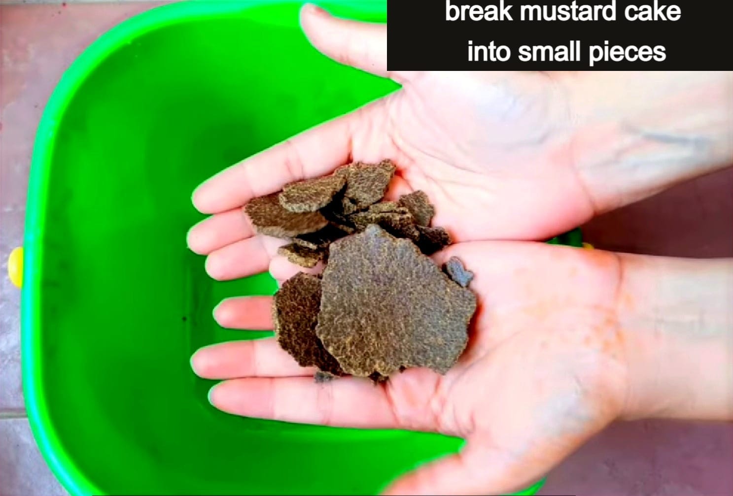 How to make Mustard Cake Fertilizer Benefits & Uses Voice of Plant