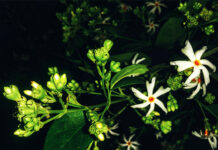night blooming jasmine