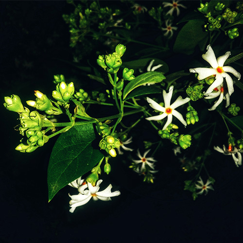 night blooming jasmine