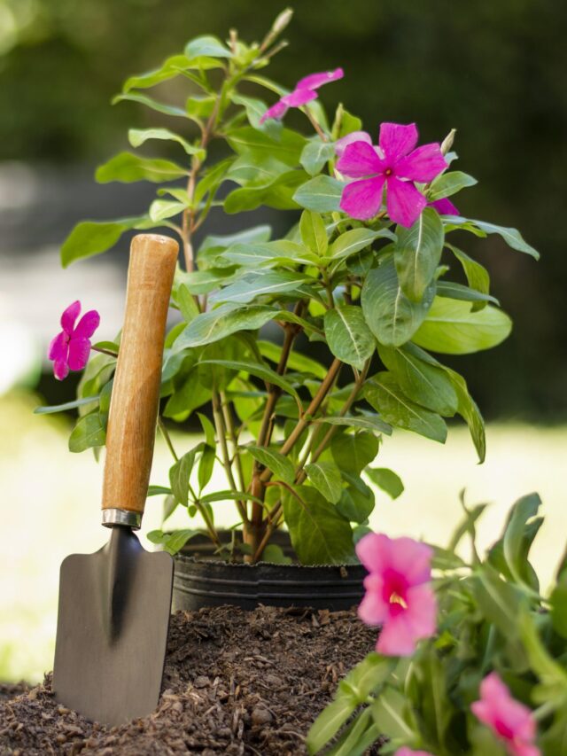 9 Best Gardening Quotes Will Inspire You To Start Gardening