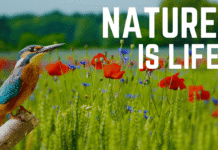 Importance of Gardening in Our Life importance of gardening