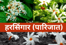 हरसिंगार (पारिजात) पौधे को कैसे उगाएं और इसकी देखभाल कैसे करें? 7 Expert Tips