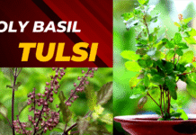Tulsi plant (holy basil)