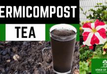 vermicompost tea