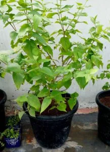 night jasmine in new pot