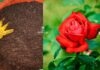 गुलाब के पौधों के लिए मिट्टी कैसे तैयार करें? Best Soil Mix for Rose plant in Hindi: Best soil mixture for rose plant
