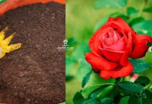 गुलाब के पौधों के लिए मिट्टी कैसे तैयार करें? Best Soil Mix for Rose plant in Hindi: Best soil mixture for rose plant