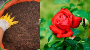 Best Soil Mix for Rose plant