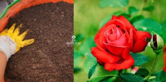 Best soil mixture for rose plant